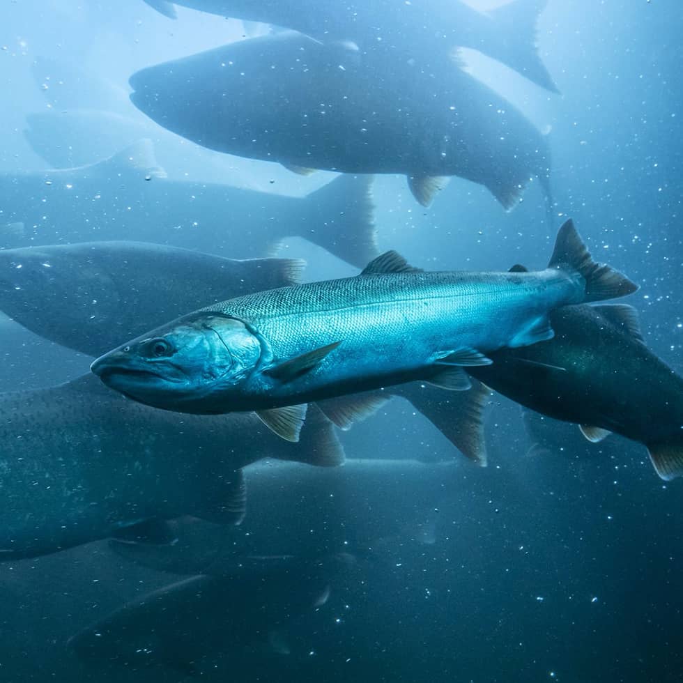 Atlantic Salmon Farm